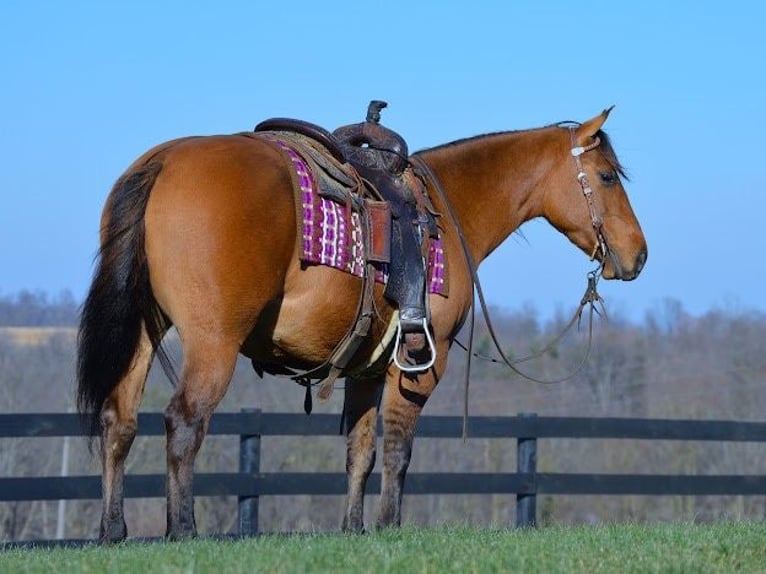 American Quarter Horse Wallach 5 Jahre 142 cm Falbe in Fredricksburg OH