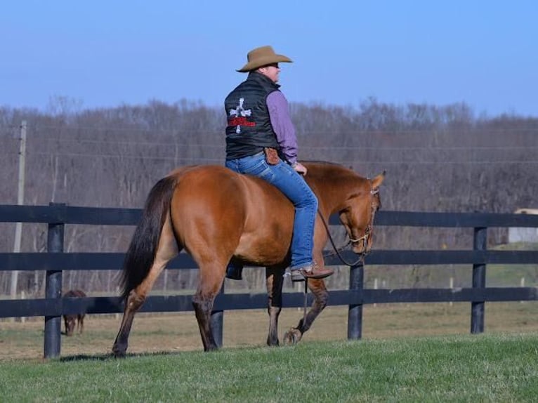 American Quarter Horse Wallach 5 Jahre 142 cm Falbe in Fredericksburg, OH