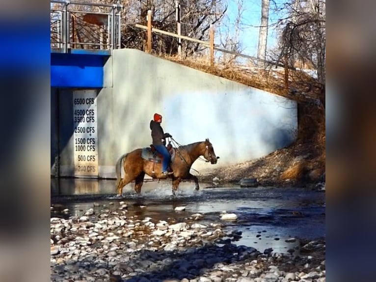American Quarter Horse Wallach 5 Jahre 142 cm Palomino in Laporte, CO