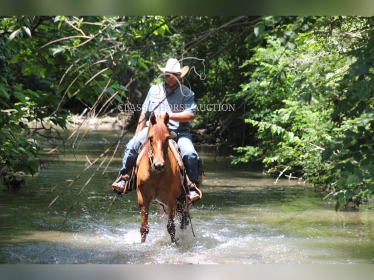 American Quarter Horse Wallach 5 Jahre 142 cm Roan-Bay in Brownstown, IL