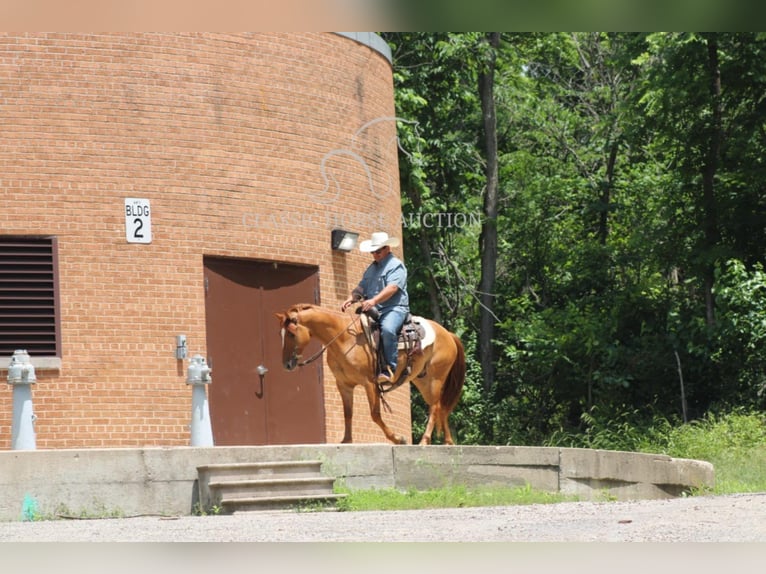 American Quarter Horse Wallach 5 Jahre 142 cm Roan-Bay in Brownstown, IL