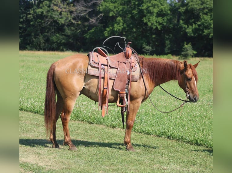 American Quarter Horse Wallach 5 Jahre 142 cm Roan-Bay in Brownstown, IL