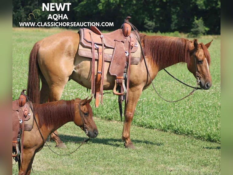 American Quarter Horse Wallach 5 Jahre 142 cm Roan-Bay in Brownstown, IL