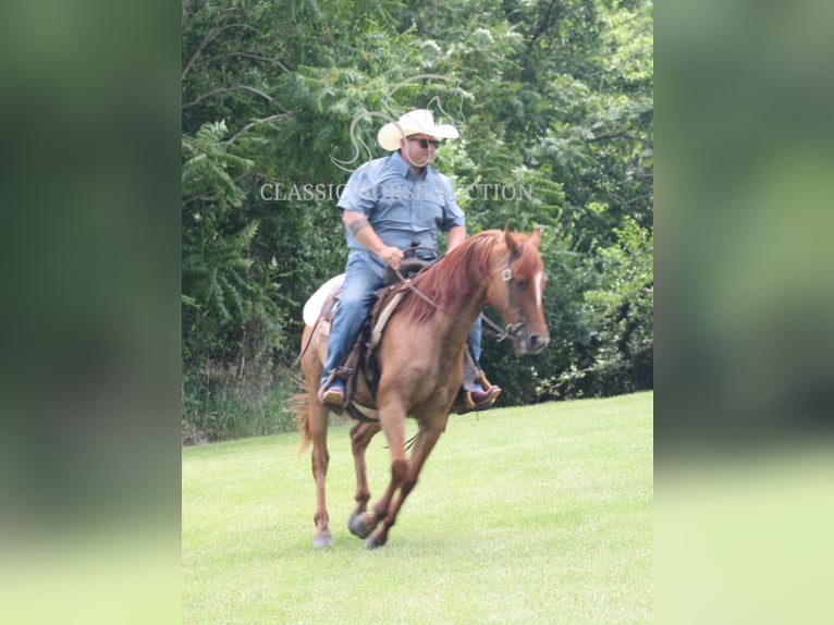 American Quarter Horse Wallach 5 Jahre 142 cm Roan-Bay in Brownstown, IL