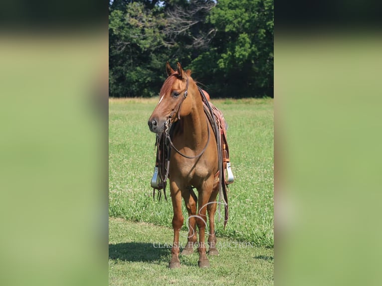 American Quarter Horse Wallach 5 Jahre 142 cm Roan-Bay in Brownstown, IL