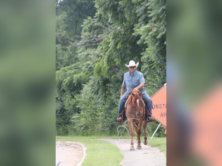 American Quarter Horse Wallach 5 Jahre 142 cm Roan-Bay in Brownstown, IL