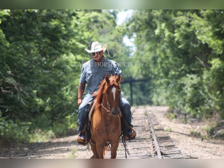 American Quarter Horse Wallach 5 Jahre 142 cm Roan-Bay in Brownstown, IL