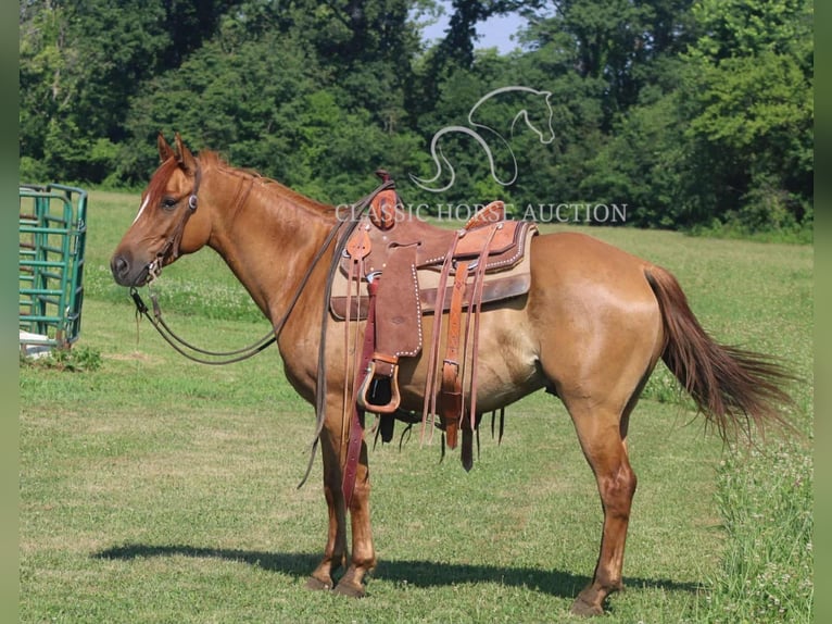 American Quarter Horse Wallach 5 Jahre 142 cm Roan-Bay in Brownstown, IL