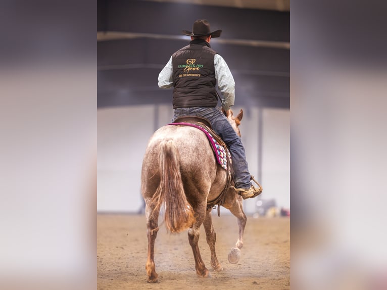 American Quarter Horse Wallach 5 Jahre 142 cm Roan-Red in Canistota