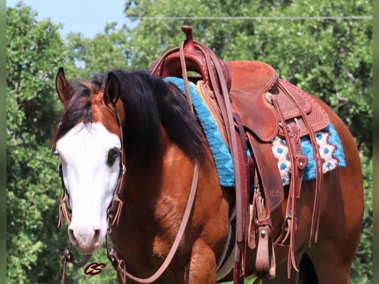 American Quarter Horse Wallach 5 Jahre 142 cm Rotbrauner in Jacksboro, TX