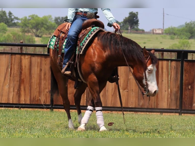 American Quarter Horse Wallach 5 Jahre 142 cm Rotbrauner in Jacksboro, TX