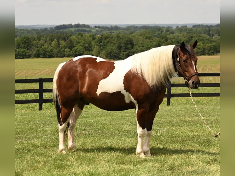 American Quarter Horse Wallach 5 Jahre 142 cm Schecke in Fredericksburg