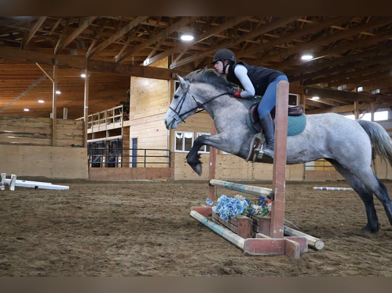 American Quarter Horse Wallach 5 Jahre 142 cm Schimmel in Howell, MI