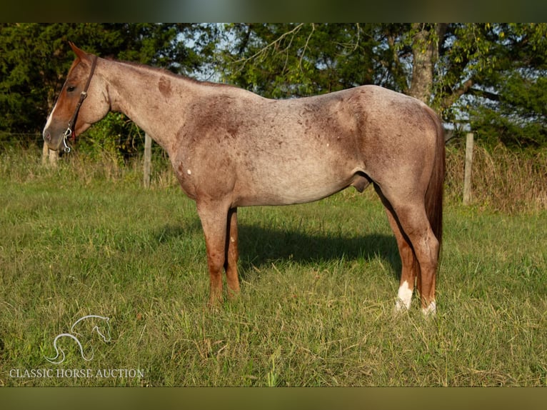 American Quarter Horse Wallach 5 Jahre 142 cm in Greensburg, KY