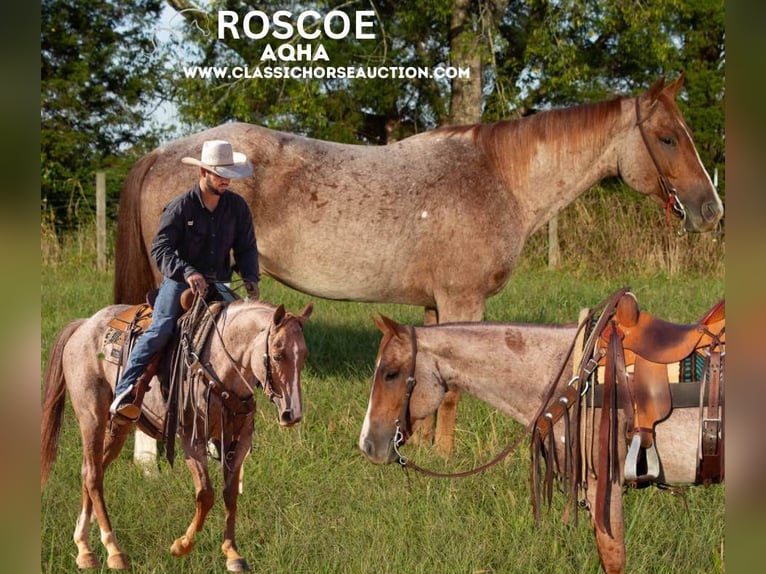 American Quarter Horse Wallach 5 Jahre 142 cm in Greensburg, KY