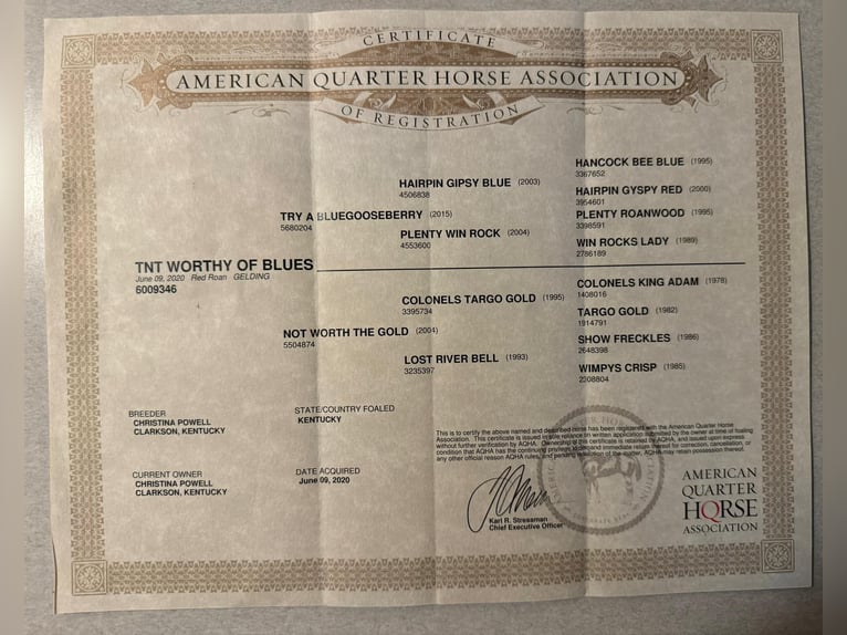 American Quarter Horse Wallach 5 Jahre 142 cm in Greensburg, KY