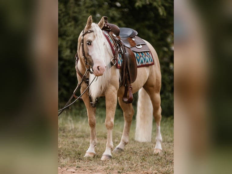 American Quarter Horse Wallach 5 Jahre 143 cm Palomino in Fulda