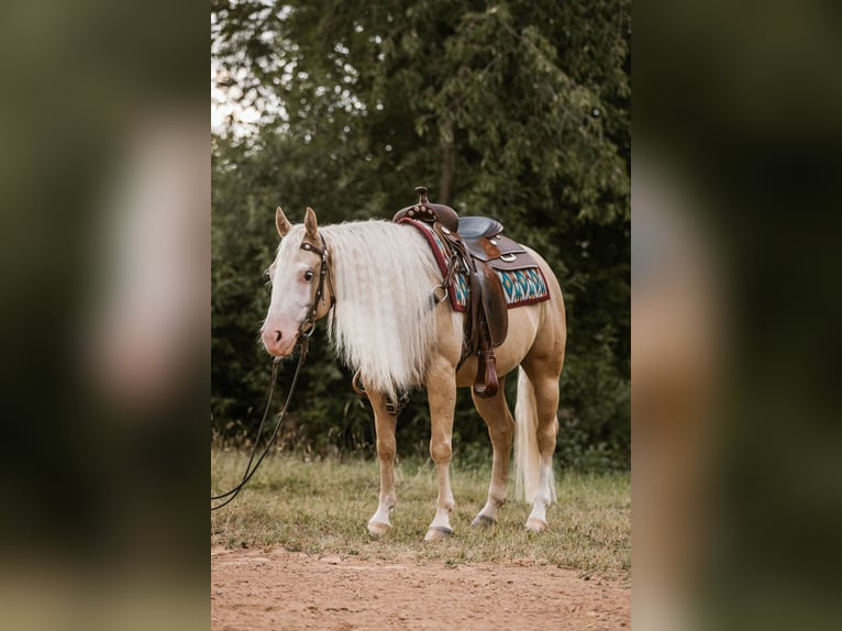 American Quarter Horse Wallach 5 Jahre 143 cm Palomino in Fulda