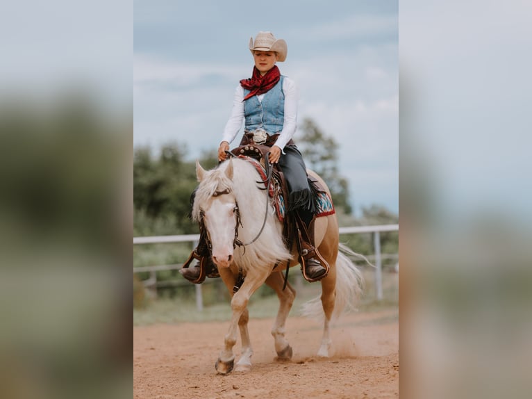 American Quarter Horse Wallach 5 Jahre 143 cm Palomino in Fulda