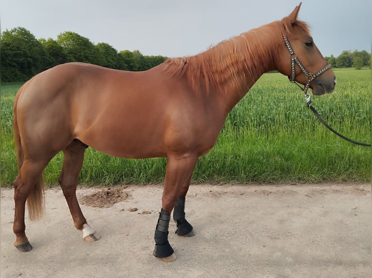 American Quarter Horse Wallach 5 Jahre 144 cm Fuchs in Erftstadt