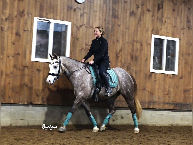 American Quarter Horse Wallach 5 Jahre 145 cm Apfelschimmel in Millersburg