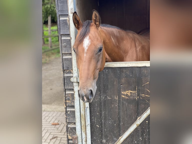 American Quarter Horse Wallach 5 Jahre 145 cm Brauner in Aachen