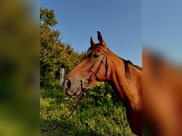 American Quarter Horse Wallach 5 Jahre 145 cm Brauner in Aachen