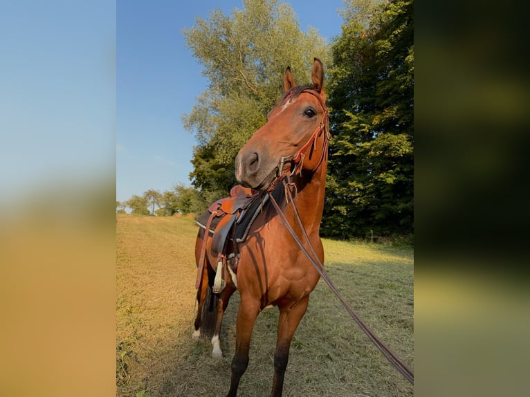 American Quarter Horse Wallach 5 Jahre 145 cm Brauner in Aachen
