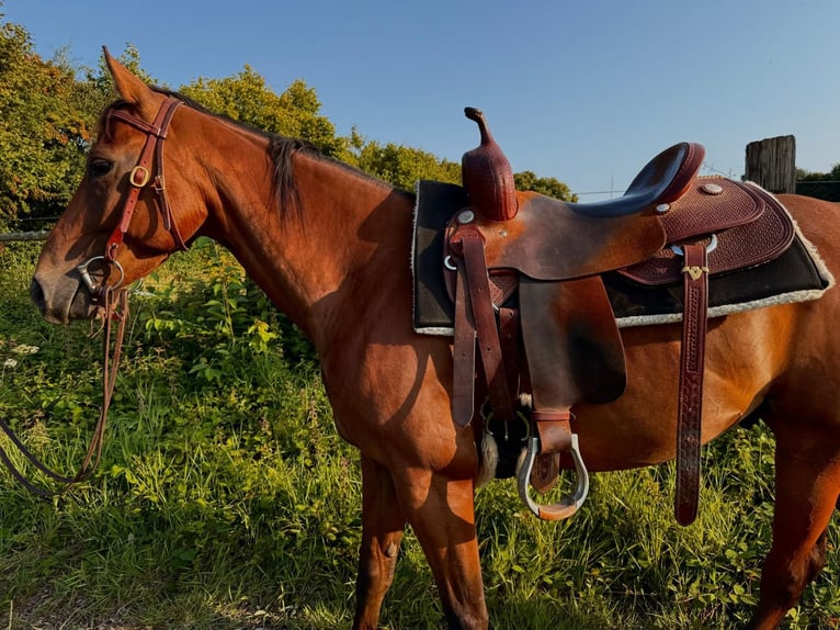 American Quarter Horse Wallach 5 Jahre 145 cm Brauner in Aachen