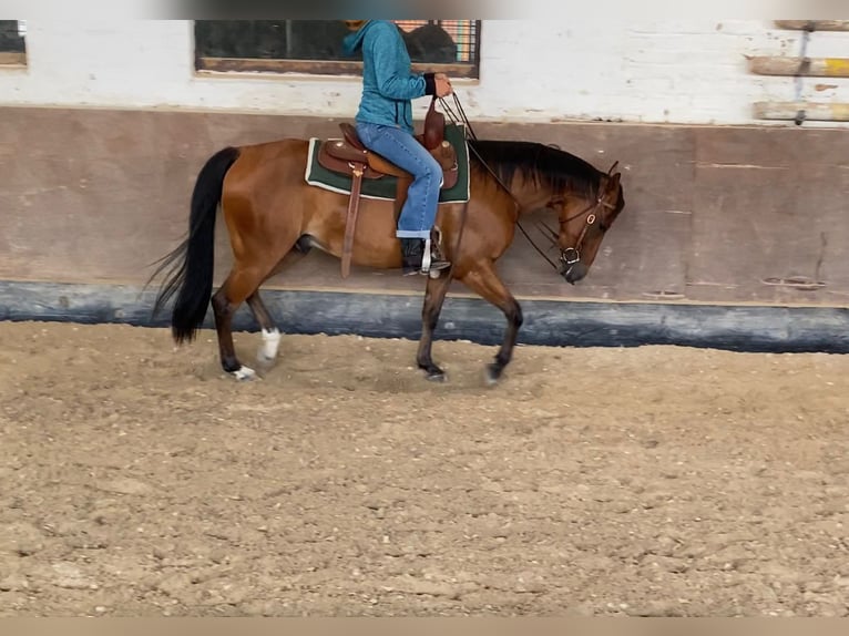 American Quarter Horse Wallach 5 Jahre 145 cm Brauner in Aachen