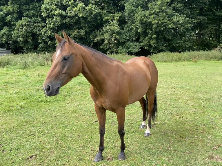 American Quarter Horse Wallach 5 Jahre 145 cm Brauner in Aachen