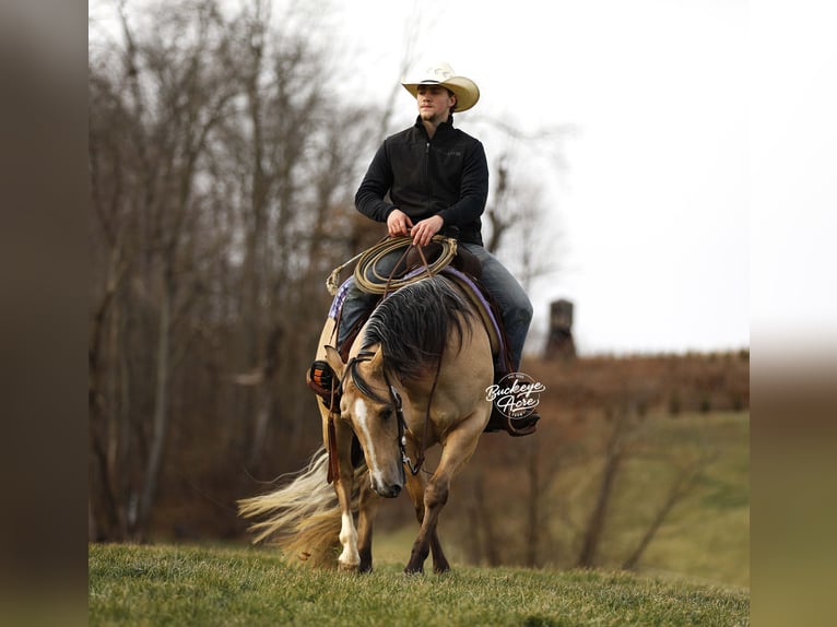 American Quarter Horse Wallach 5 Jahre 145 cm Buckskin in Millersburg