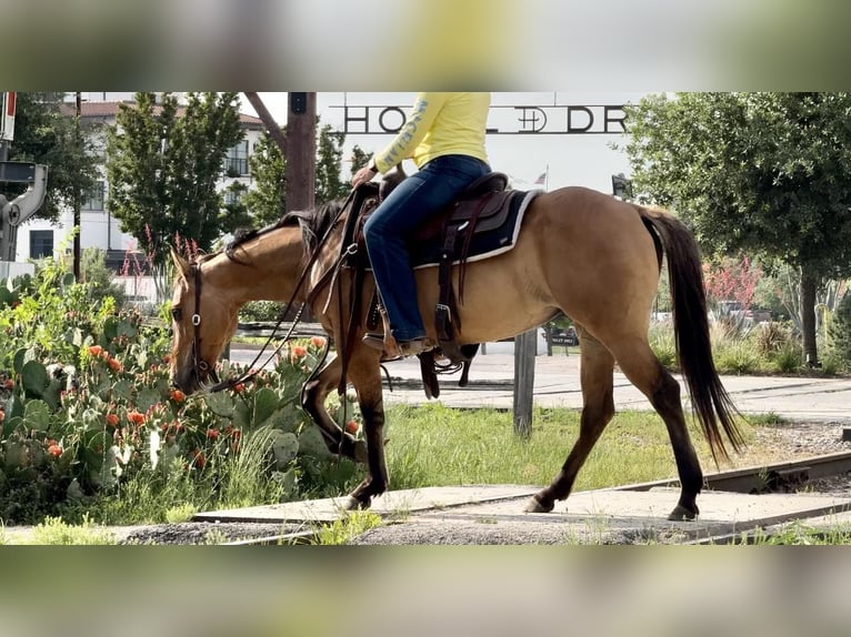 American Quarter Horse Wallach 5 Jahre 145 cm Falbe in Weatherford TX