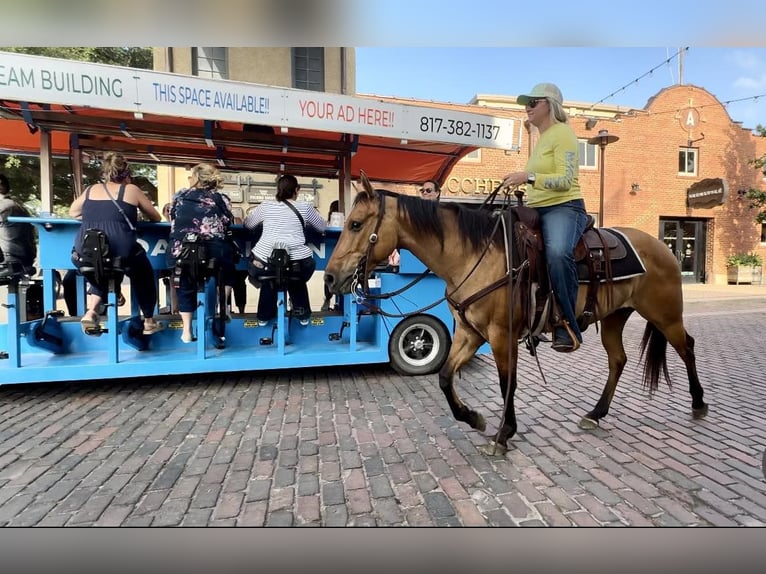 American Quarter Horse Wallach 5 Jahre 145 cm Falbe in Weatherford TX