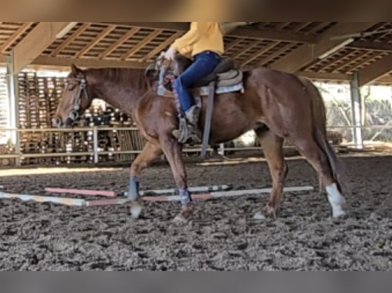 American Quarter Horse Wallach 5 Jahre 145 cm Fuchs in Erbach