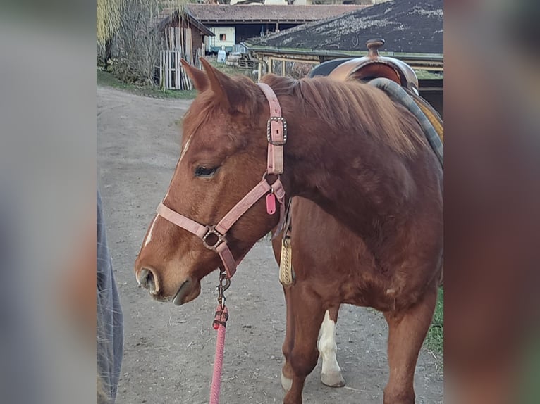 American Quarter Horse Wallach 5 Jahre 145 cm Fuchs in Erbach
