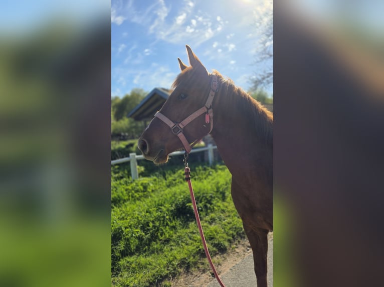 American Quarter Horse Wallach 5 Jahre 145 cm Fuchs in Erbach