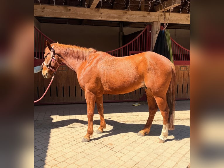 American Quarter Horse Wallach 5 Jahre 145 cm Fuchs in Erbach