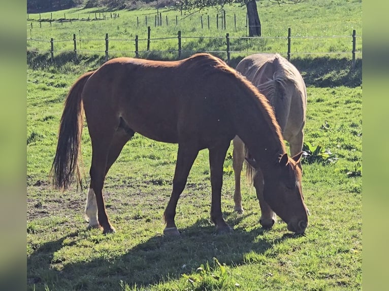 American Quarter Horse Wallach 5 Jahre 145 cm Fuchs in Erbach