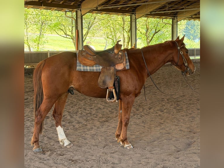 American Quarter Horse Wallach 5 Jahre 145 cm Fuchs in Erbach