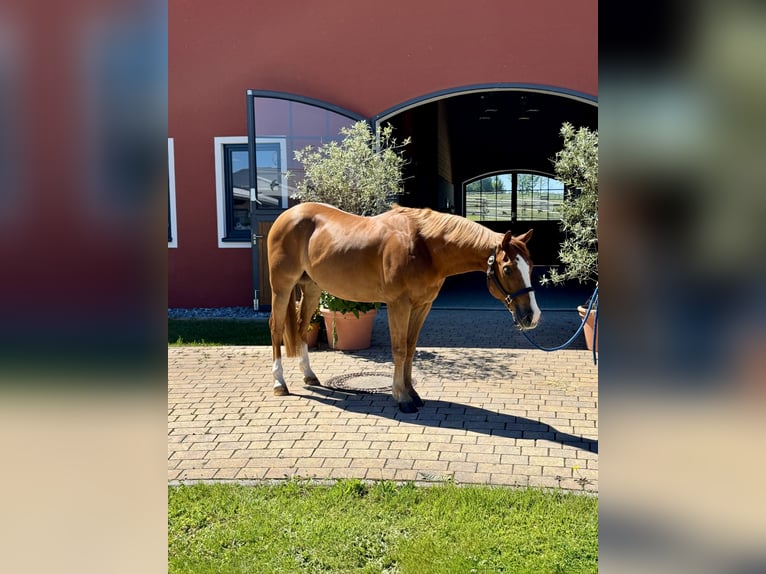 American Quarter Horse Wallach 5 Jahre 145 cm Fuchs in Tuntenhausen
