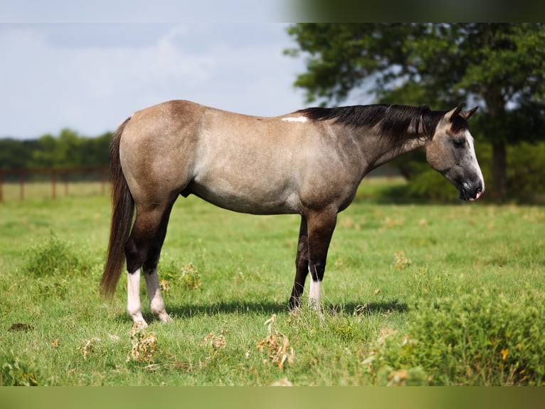 American Quarter Horse Wallach 5 Jahre 145 cm Grullo in Canton, TX