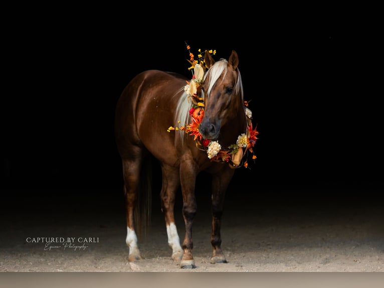 American Quarter Horse Wallach 5 Jahre 145 cm Palomino in Lewistown