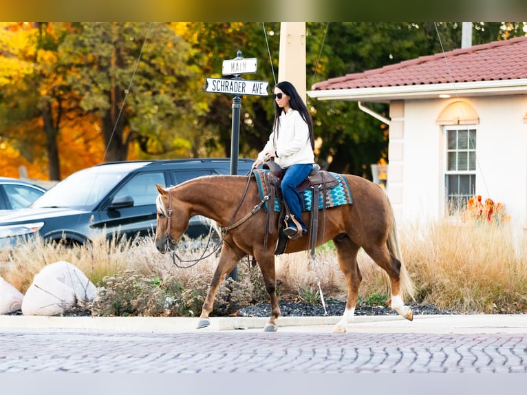 American Quarter Horse Wallach 5 Jahre 145 cm Palomino in Lewistown