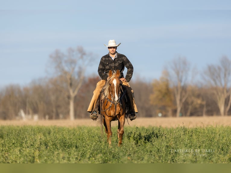 American Quarter Horse Wallach 5 Jahre 145 cm Palomino in Lewistown