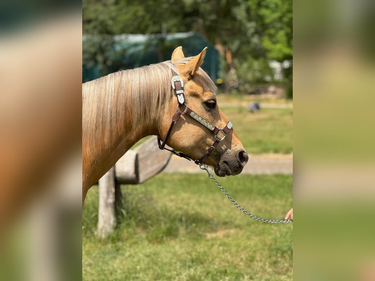 American Quarter Horse Wallach 5 Jahre 145 cm Palomino in Wusterhausen (Dosse)