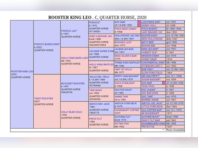American Quarter Horse Wallach 5 Jahre 145 cm Rappe in Leipzig