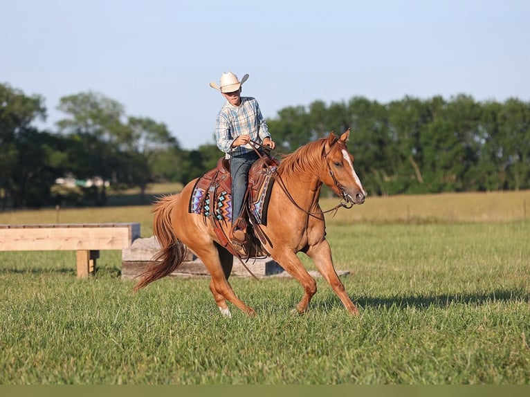 American Quarter Horse Wallach 5 Jahre 145 cm Red Dun in Adair OK