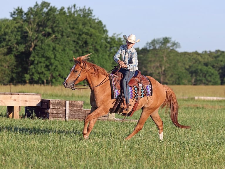 American Quarter Horse Wallach 5 Jahre 145 cm Red Dun in Adair OK