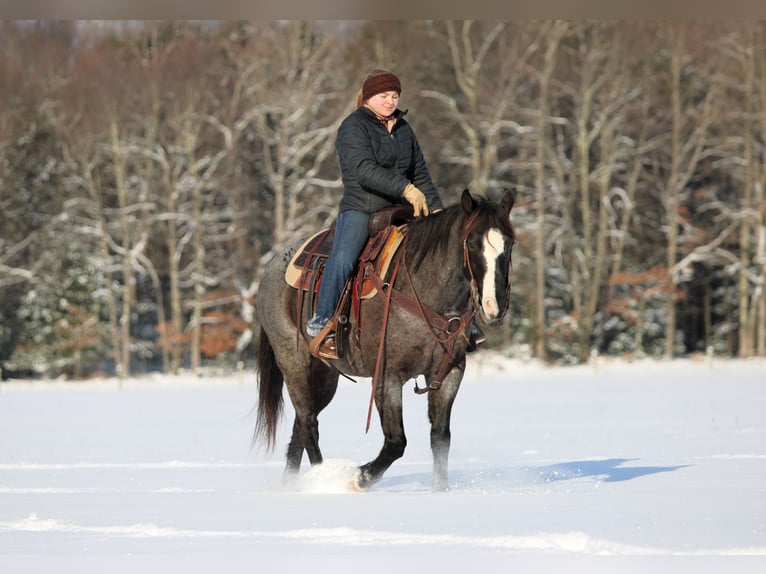 American Quarter Horse Wallach 5 Jahre 145 cm Roan-Blue in Clarion